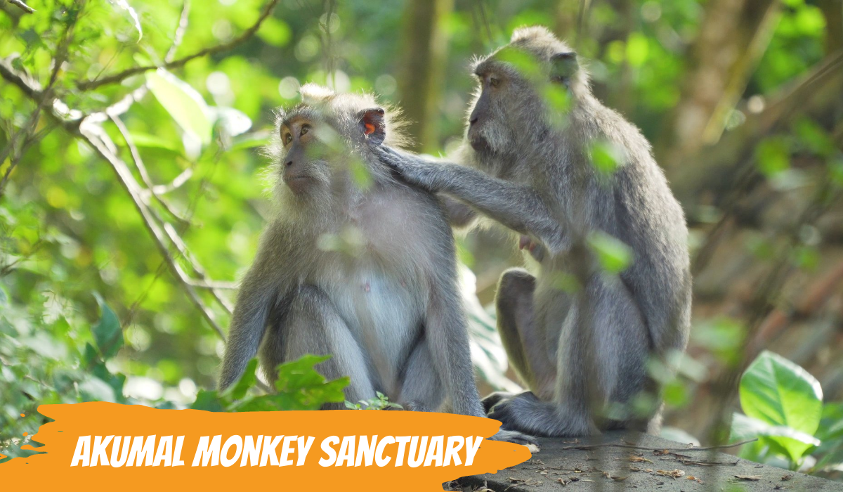 akumal_monkey_sanctuary