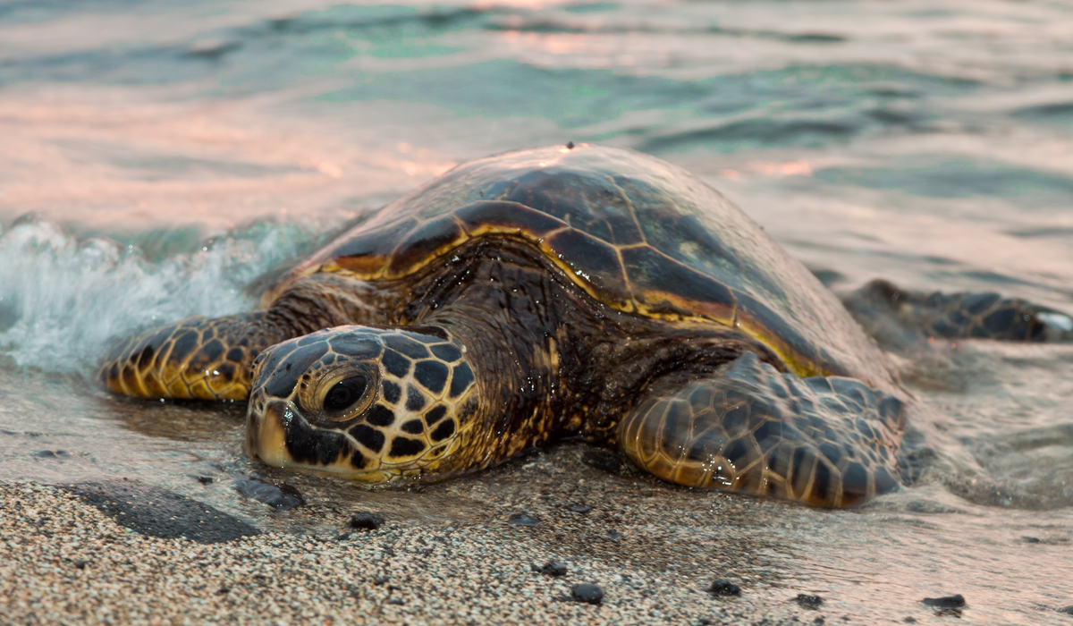 Turtles nesting