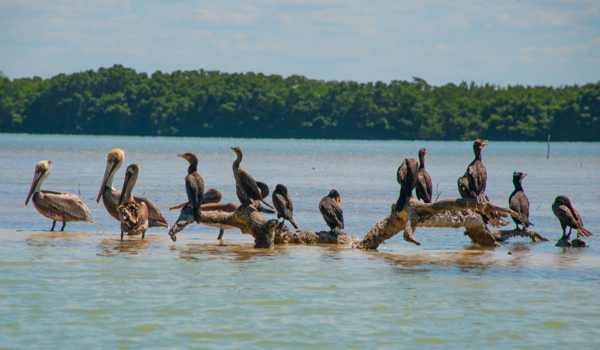 Birds of Yucatan