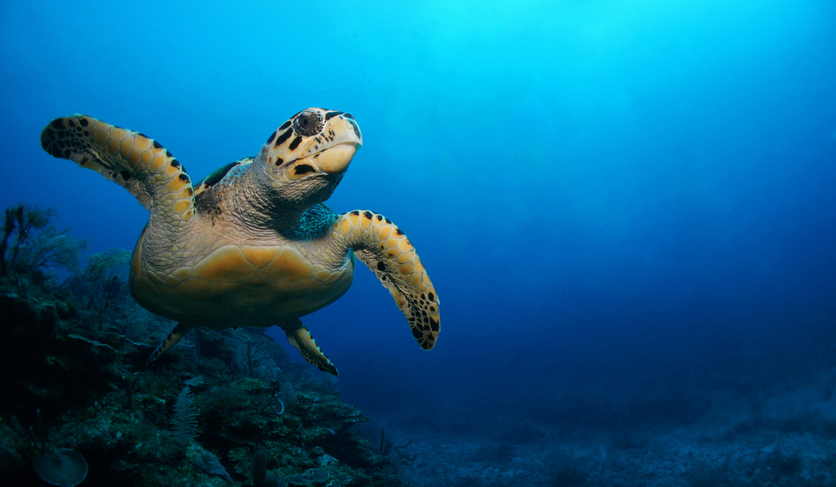 Snorkelling with turtles