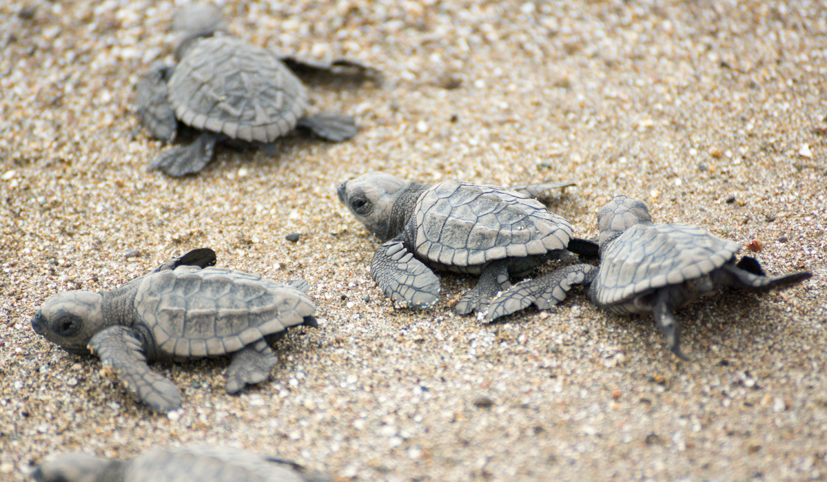 A Cheap and Easy Eco Tour: The Isla Mujeres Turtle Farm | Loco Gringo