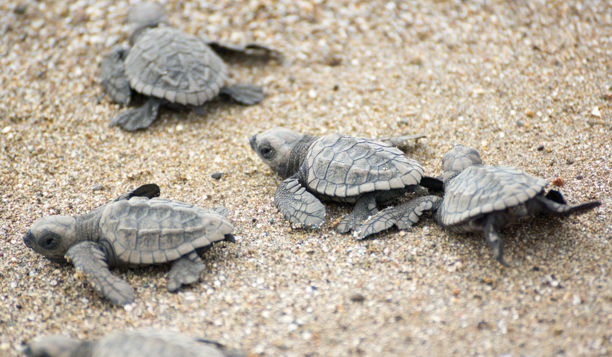 Baby turtles