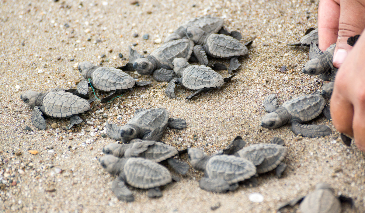 Turtle nesting