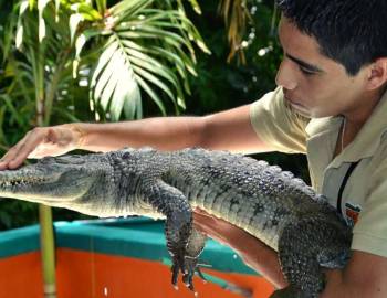 Crococun Interactive Adventure