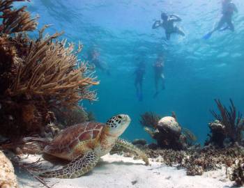 Snorkeling