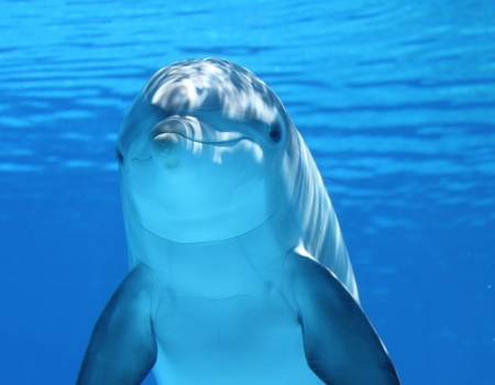 close up of dolphin face while underwater