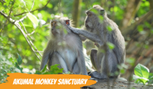 akumal_monkey_sanctuary
