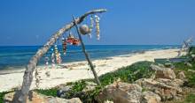 Isla Mujeres Coast Shells