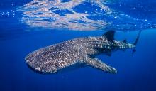 Whale sharks