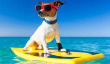 Dog on beach