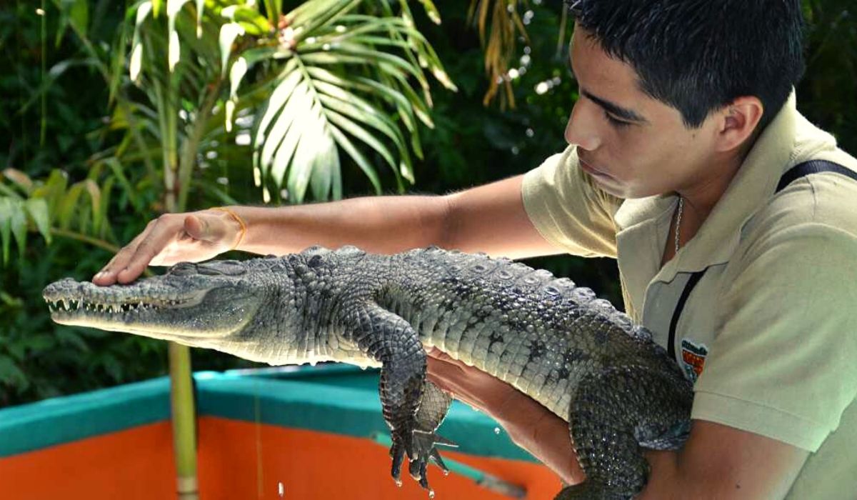 Crococun Interactive Adventure