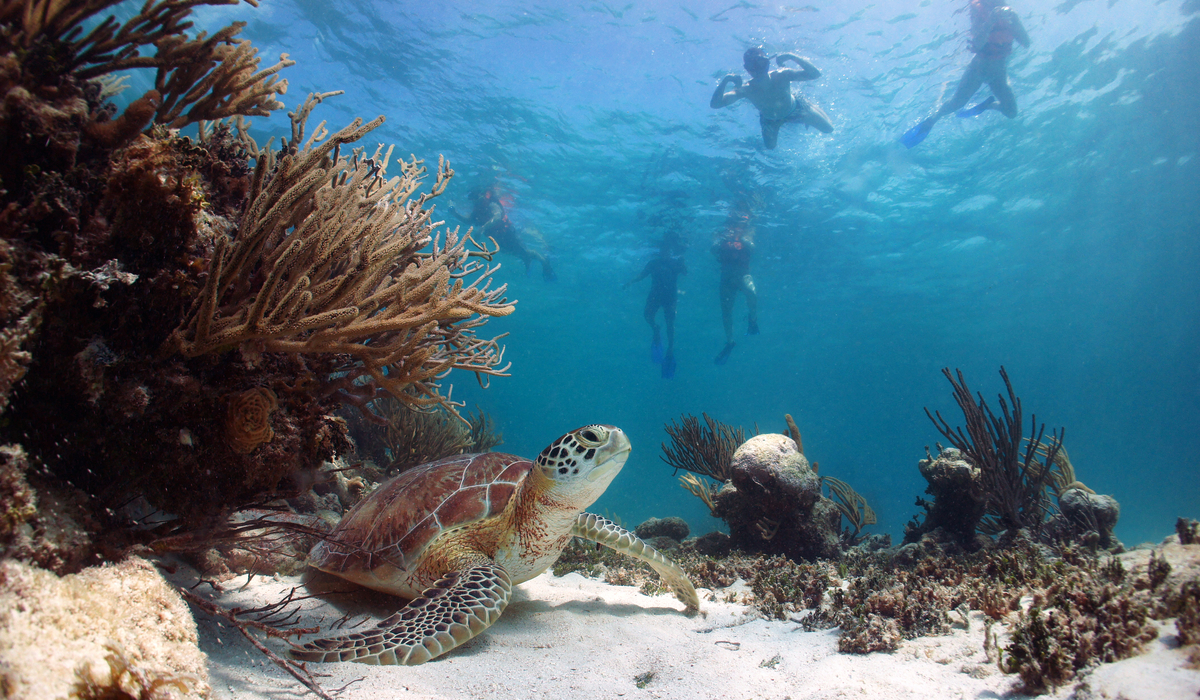 Snorkeling