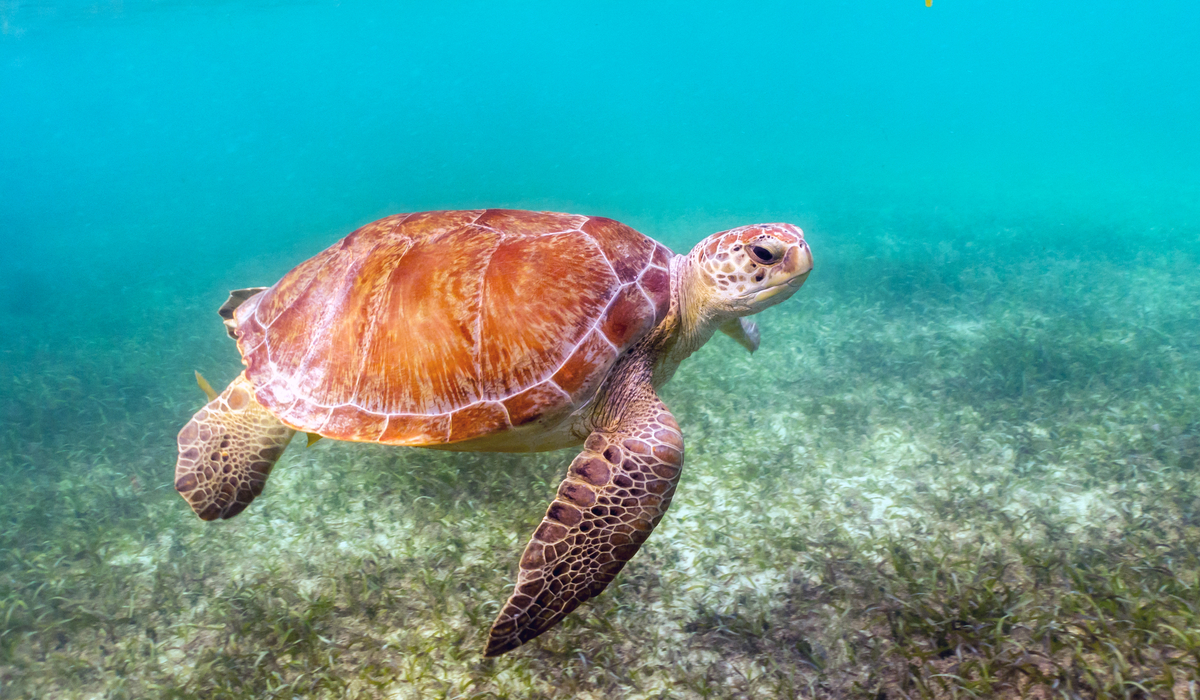 Turtles in Akumal