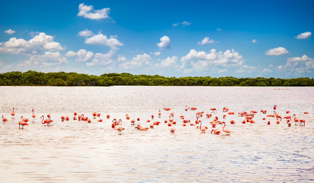 Flamingos Rio Lagartos