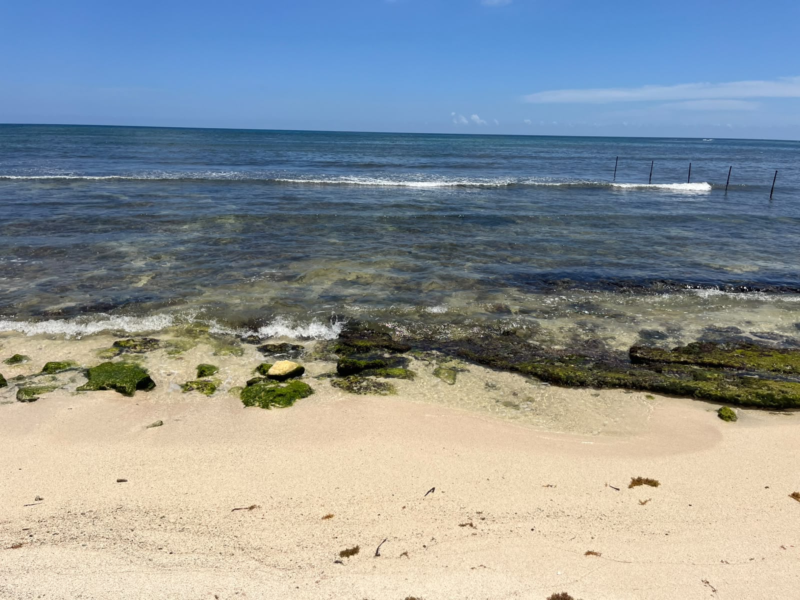 Sargasso receding from Akumal