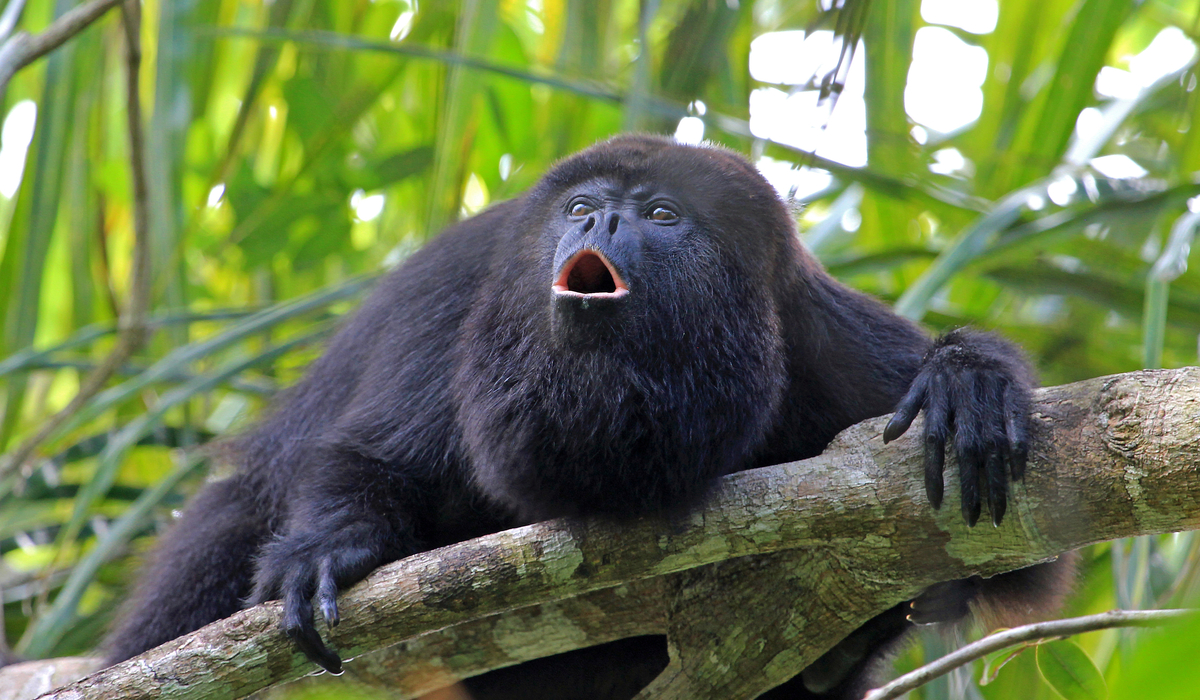 Howler monkey